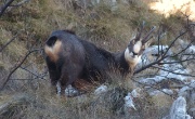 52 Un'inconfondibile soffio a 10 metri, Camoscio Lato B...